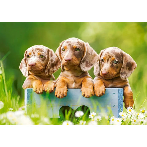 Castorland 500-Pieces Cute Daschunds Puzzle
