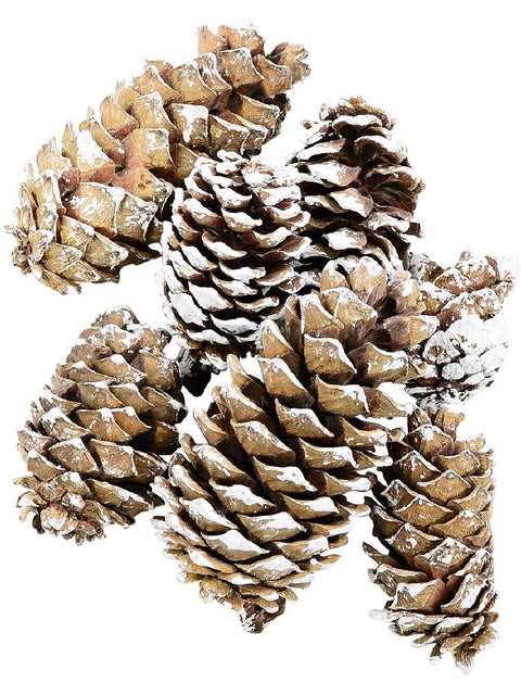Christmas Warehouse - ORNMNT28 Natural White Snow Frosted Pinecones | 300g Brown with White