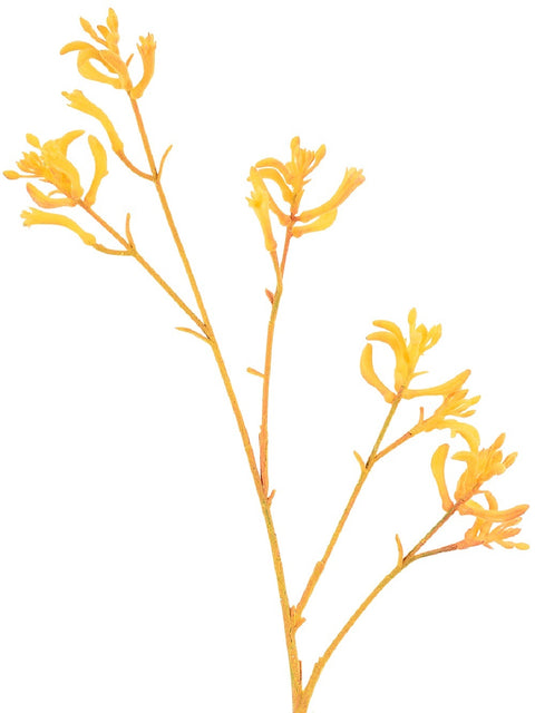 Christmas Warehouse - STEM2311 Kangaroo Paws Amber Velvet Anigozanthos Long Christmas Stem | 76cm Dark Yellow to Amber