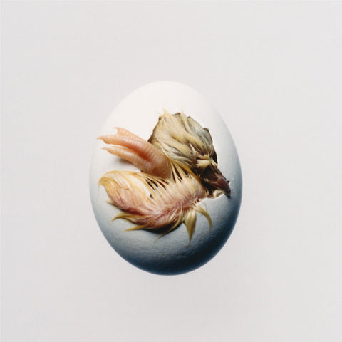 SWALLOW! (Import)