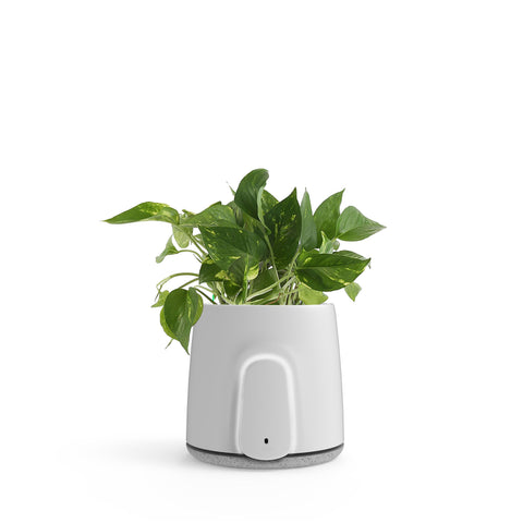 Vitesy Natede Smart Plant Pot Purifier White (Grey Base)