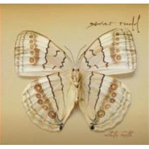 White Moth